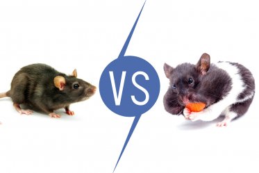 Rats vs Hamsters as Pets