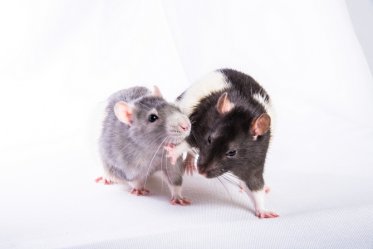 Pet Rats vs Wild Rats