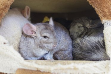 Chinchilla Colors and Breeds