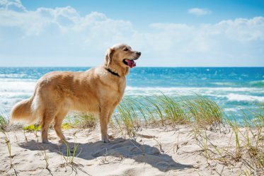 Best Dog Breed for Hot Weather