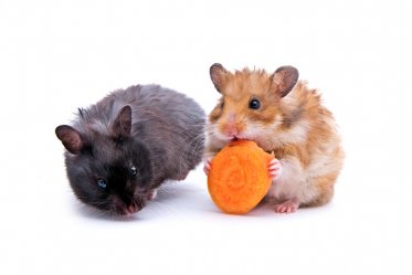 Types of Pet Hamsters