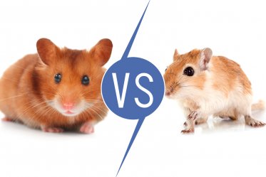 Hamsters vs. Gerbils