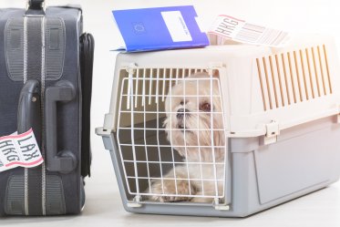 Airline Approved Pet Crate