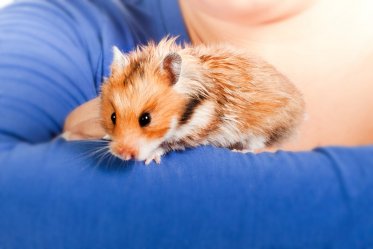 Common Hamster Health Problems