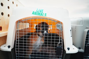Health Risks for Dog Flying in Cargo