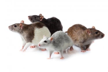 Domestic Rat Types