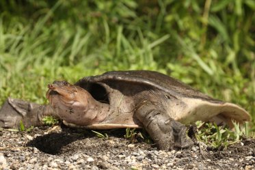Softshell Turtle as a Pet