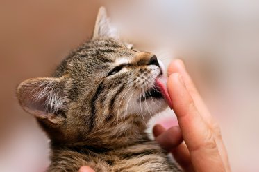 Why Does My Cat Lick Me?