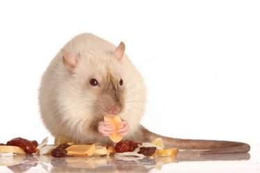 Best Dry Food for Rats