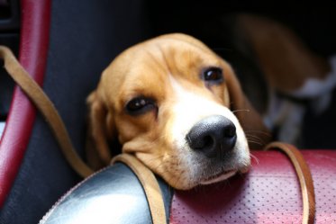 5 Signs Your Dog Loves You