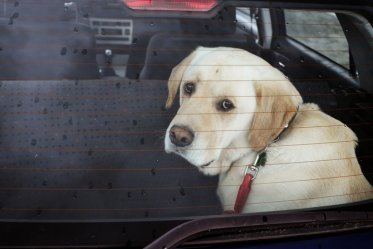 What to do if you find a dog locked in a car during the hot summer