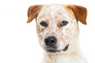 A Dog with Kidney Disease: What Foods to Avoid