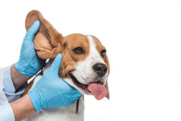 How To Clean Dog Ears