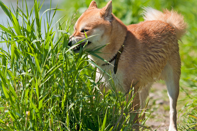 dog eat grass