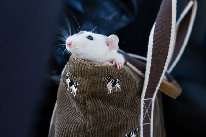 dumbo rat in purse
