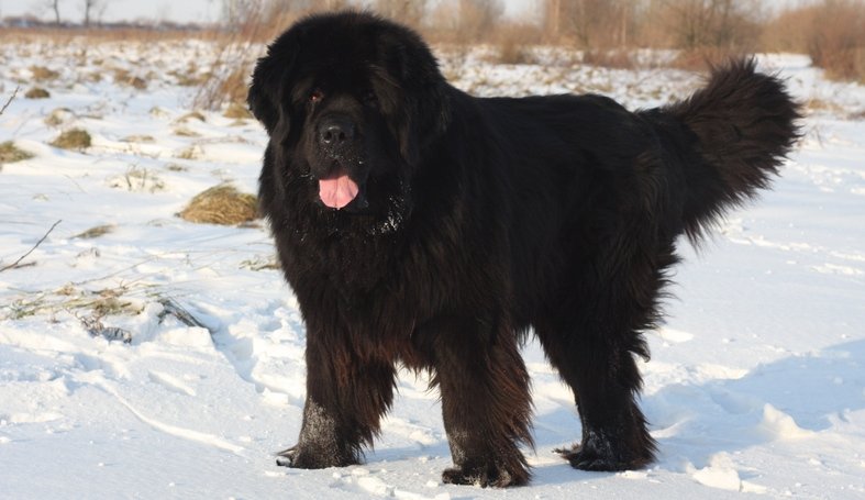 Top 13 long haired dog breeds will make you envy them | Pet Comments