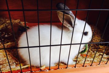 Baby Rabbit
