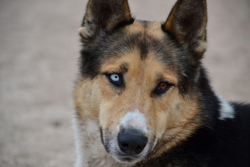 What Kind Of Dogs Have 2 Different Colored Eyes