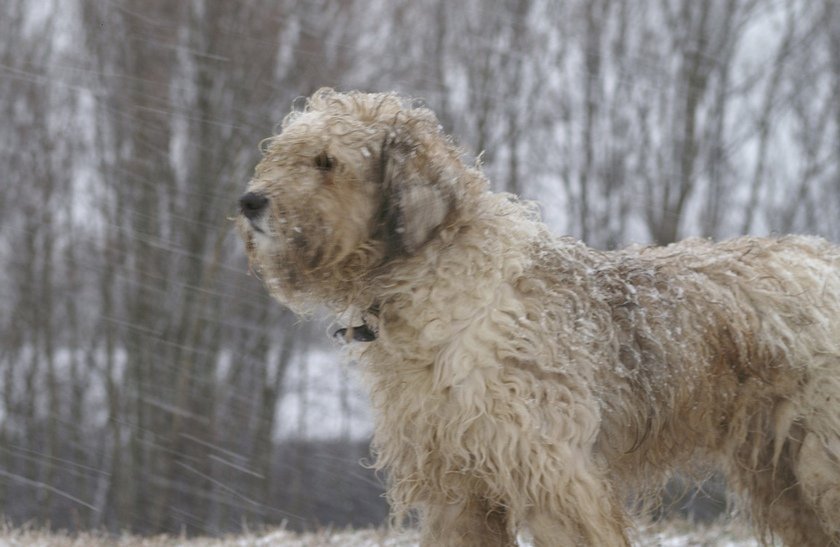 Bergamasco Shepherd