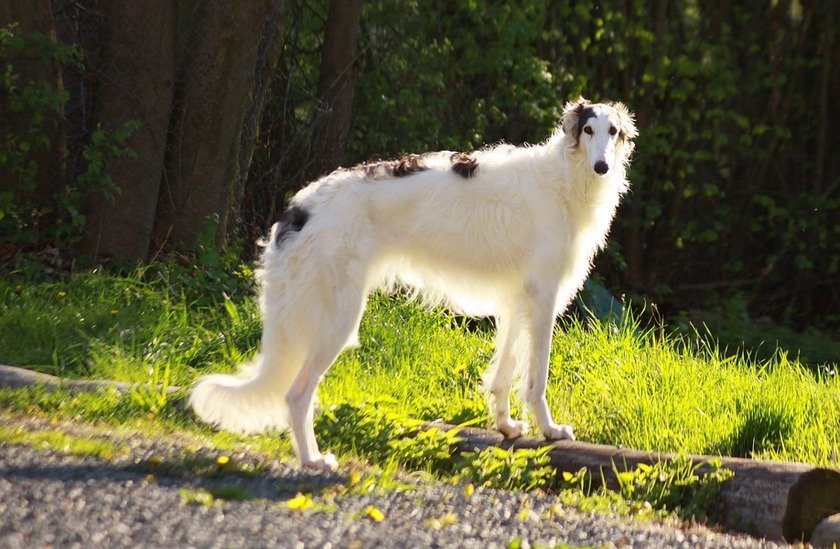 Borzoi