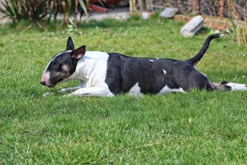 Bull Terrier