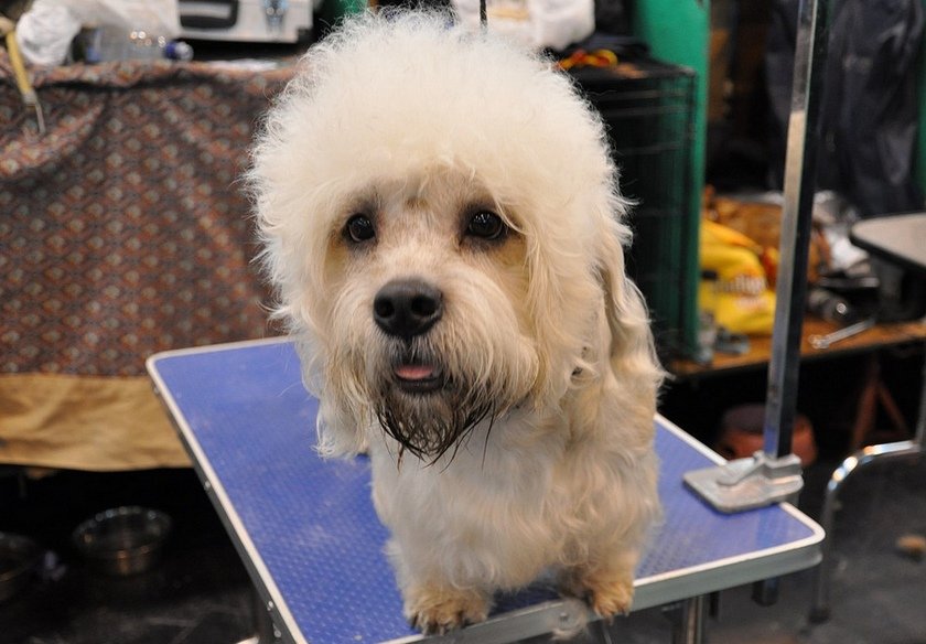 Dandie Dinmont Terrier
