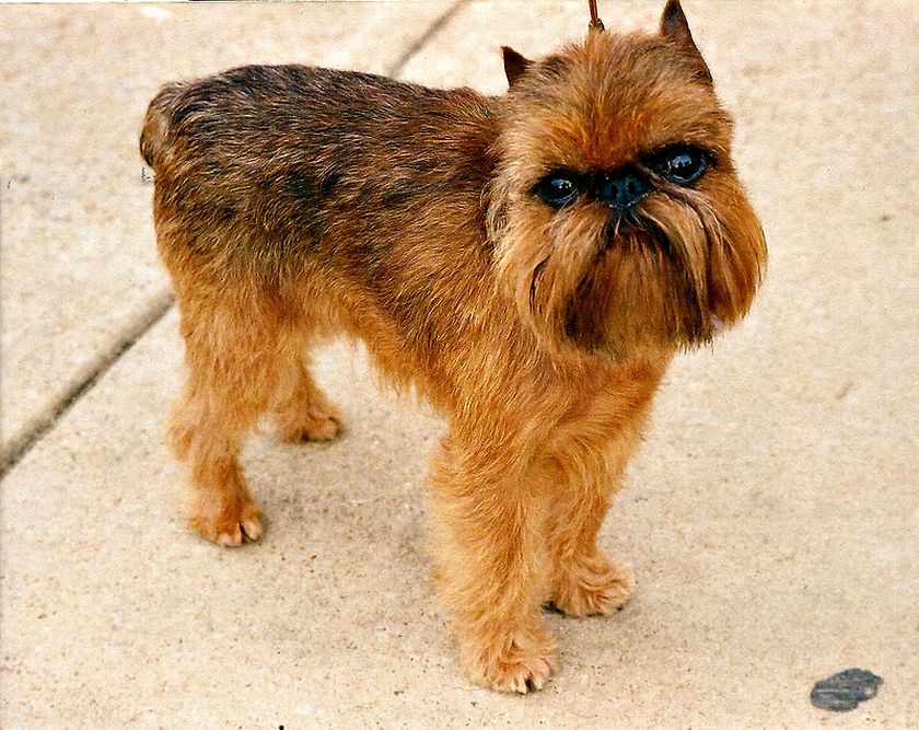 Griffon Bruxellois