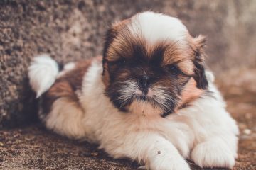 Shih Tzu cute