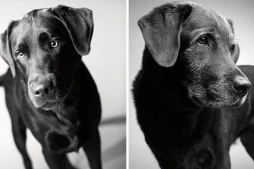 Corbet — 2 years and 11 years