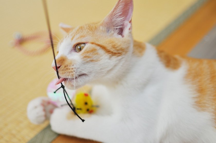 Cat play