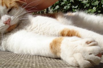 Declaw Cat