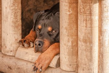 Dog Houses