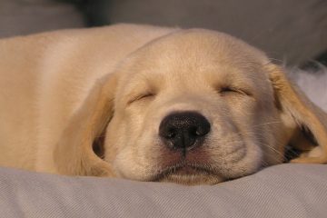Do Dogs Have Wet Dreams?