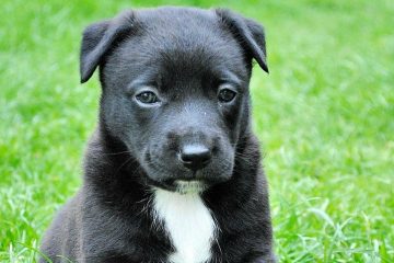 How Long Does A Dog Stay In Heat?