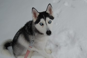 Husky