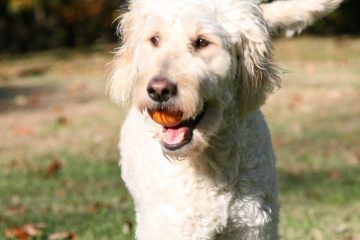 Can Dogs Eat Oranges?