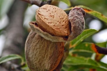 Almond