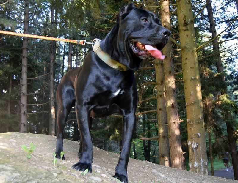 Top 15 Biggest Dogs In The World Pet Comments