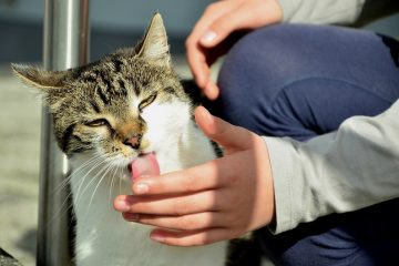 Cat Lick