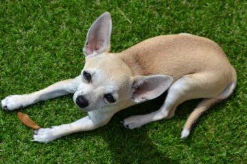 Chihuahua