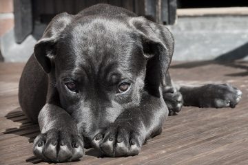 Pain Medications Dogs Can Take