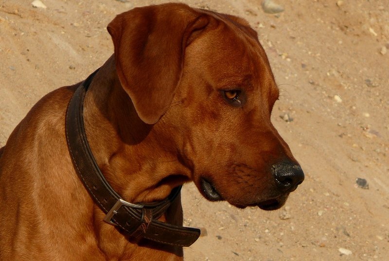 Top 10 Most Dangerous Dog Breeds Pet Comments