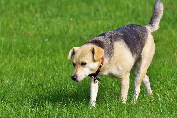 dog bark collar