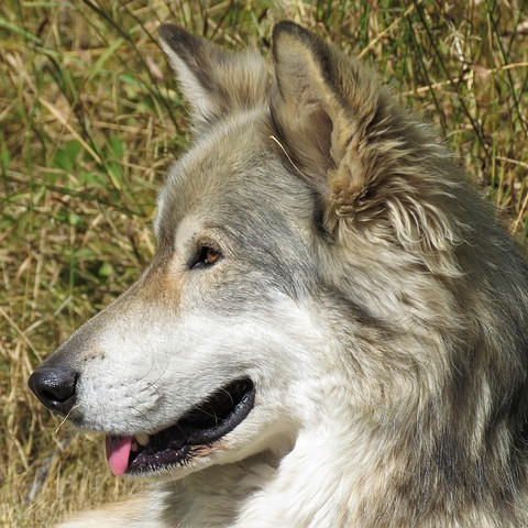 Wolfdog