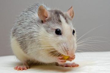 rats
