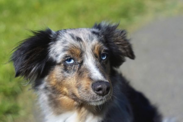 dog ear cleaner