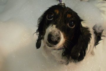 Bathe Your Dog