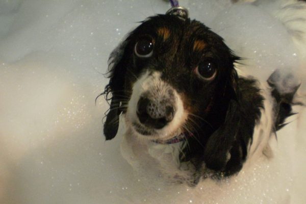 Bathe Your Dog