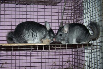 cages for chinchilla