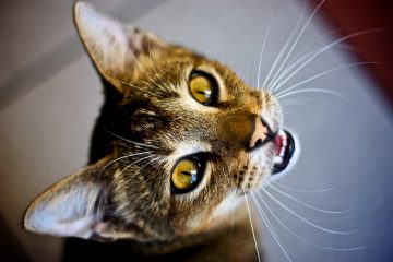cat meow